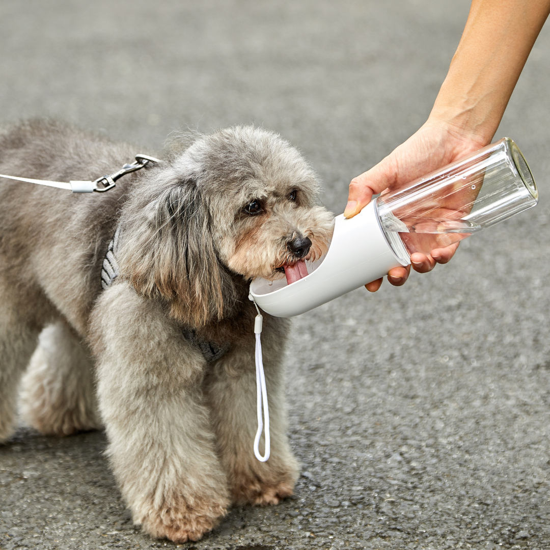 HydroPet